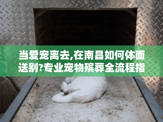 当爱宠离去,在南昌如何体面送别?专业宠物殡葬全流程指南