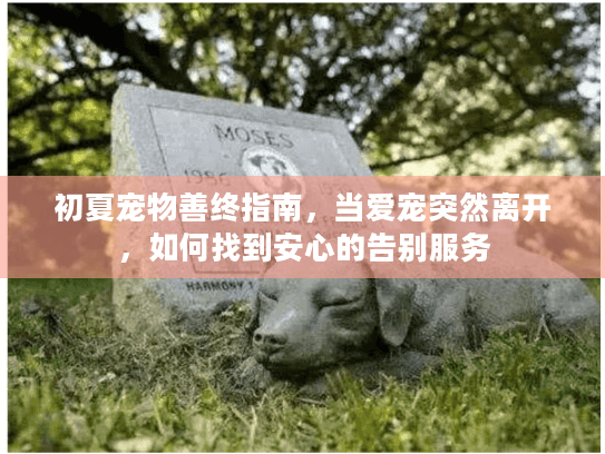 初夏宠物善终指南，当爱宠突然离开，如何找到安心的告别服务