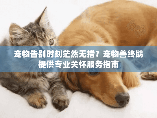 宠物告别时刻茫然无措？宠物善终鹅提供专业关怀服务指南