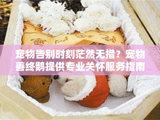 宠物告别时刻茫然无措？宠物善终鹅提供专业关怀服务指南
