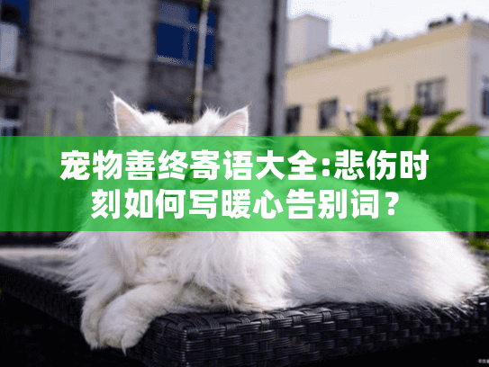 宠物善终寄语大全:悲伤时刻如何写暖心告别词？