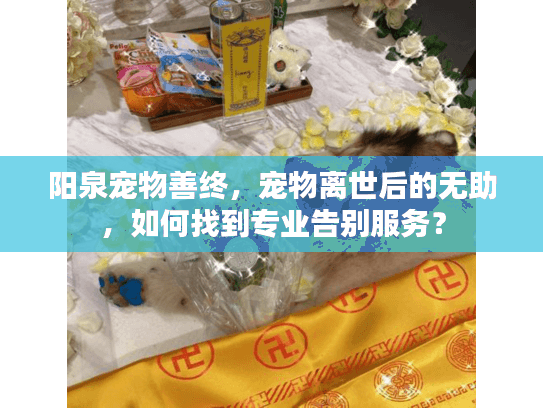 阳泉宠物善终，宠物离世后的无助，如何找到专业告别服务？