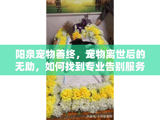 阳泉宠物善终，宠物离世后的无助，如何找到专业告别服务？