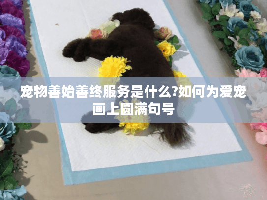 宠物善始善终服务是什么?如何为爱宠画上圆满句号