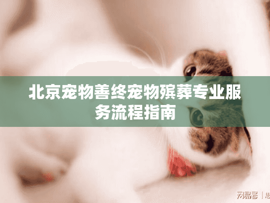 北京宠物善终宠物殡葬专业服务流程指南