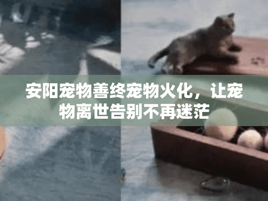 安阳宠物善终宠物火化，让宠物离世告别不再迷茫