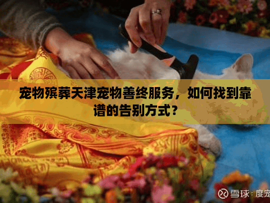 宠物殡葬天津宠物善终服务，如何找到靠谱的告别方式？