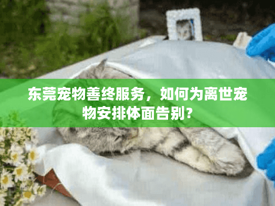 东莞宠物善终服务，如何为离世宠物安排体面告别？