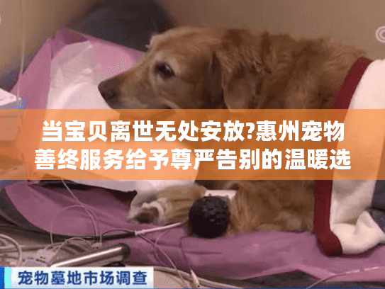当宝贝离世无处安放?惠州宠物善终服务给予尊严告别的温暖选择