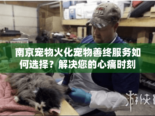 南京宠物火化宠物善终服务如何选择？解决您的心痛时刻