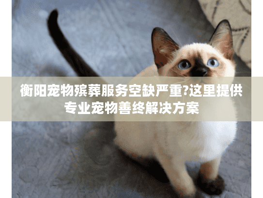 衡阳宠物殡葬服务空缺严重?这里提供专业宠物善终解决方案