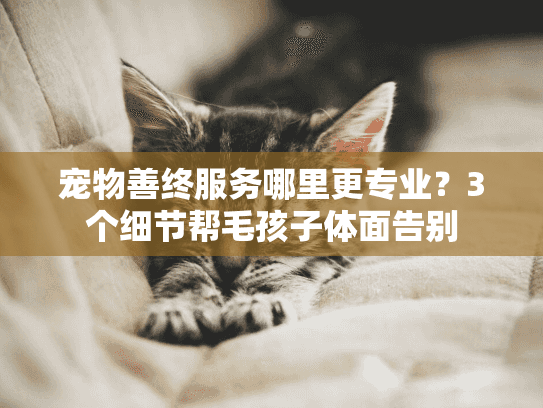 宠物善终服务哪里更专业？3个细节帮毛孩子体面告别