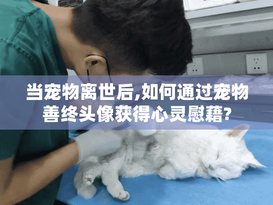 当宠物离世后,如何通过宠物善终头像获得心灵慰藉?
