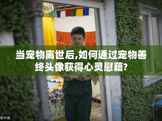 当宠物离世后,如何通过宠物善终头像获得心灵慰藉?