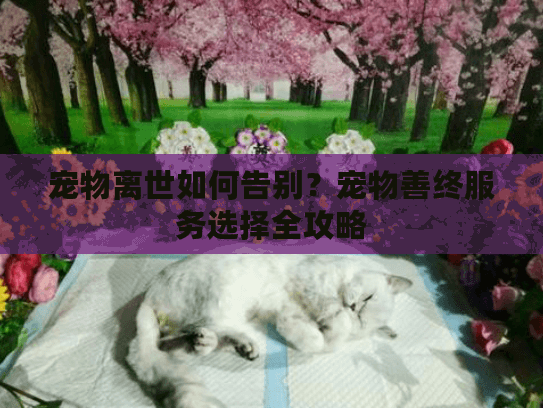 宠物离世如何告别？宠物善终服务选择全攻略