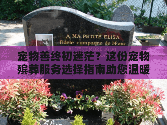 宠物善终初迷茫？这份宠物殡葬服务选择指南助您温暖告别