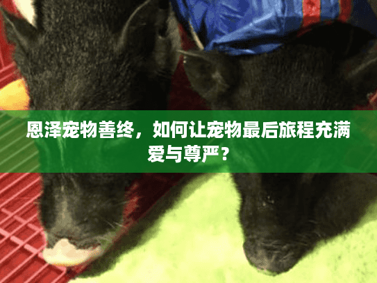 恩泽宠物善终，如何让宠物最后旅程充满爱与尊严？
