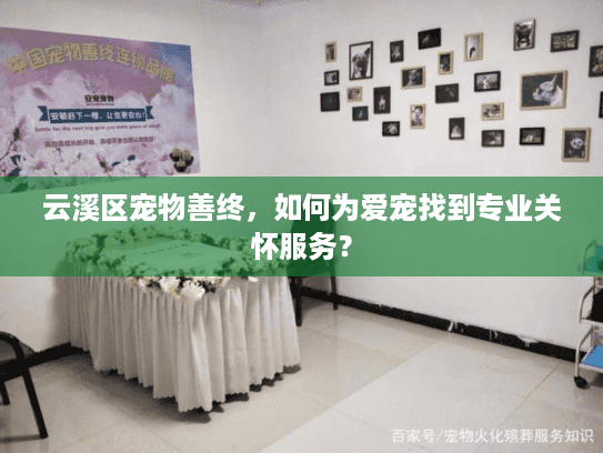 云溪区宠物善终，如何为爱宠找到专业关怀服务？