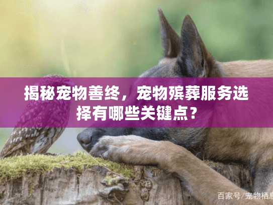揭秘宠物善终，宠物殡葬服务选择有哪些关键点？