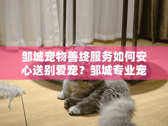 邹城宠物善终服务如何安心送别爱宠？邹城专业宠物殡葬全流程指南
