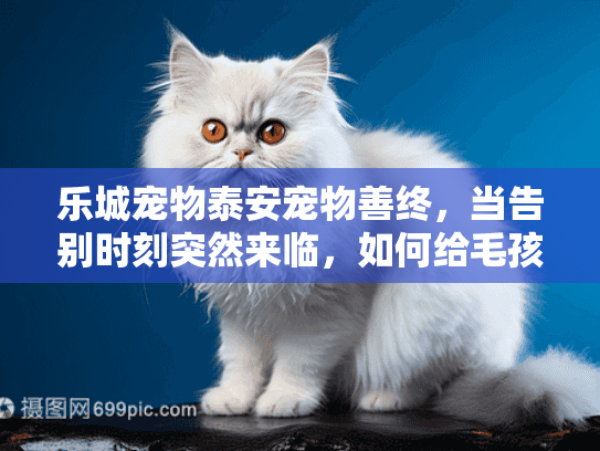乐城宠物泰安宠物善终，当告别时刻突然来临，如何给毛孩子体面送别？