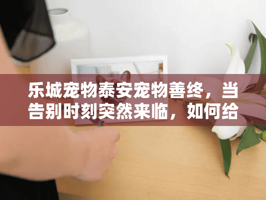 乐城宠物泰安宠物善终，当告别时刻突然来临，如何给毛孩子体面送别？