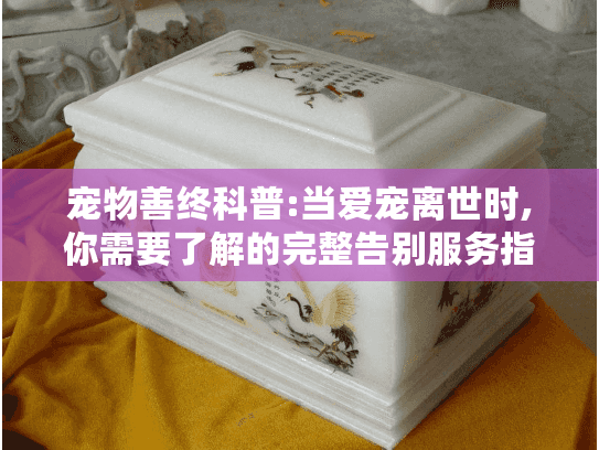 宠物善终科普:当爱宠离世时,你需要了解的完整告别服务指南