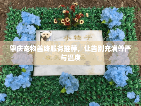 肇庆宠物善终服务推荐，让告别充满尊严与温度