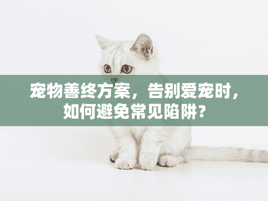 宠物善终方案，告别爱宠时，如何避免常见陷阱？