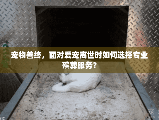 宠物善终，面对爱宠离世时如何选择专业殡葬服务？