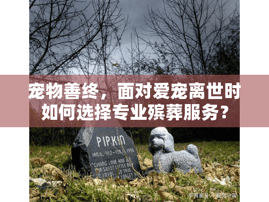 宠物善终，面对爱宠离世时如何选择专业殡葬服务？