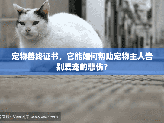 宠物善终证书，它能如何帮助宠物主人告别爱宠的悲伤？