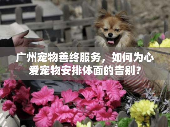 广州宠物善终服务，如何为心爱宠物安排体面的告别？