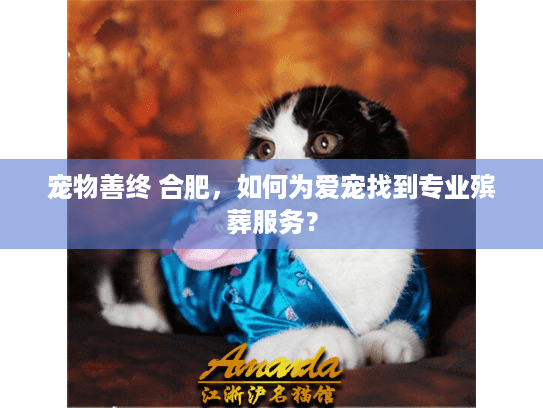 宠物善终 合肥，如何为爱宠找到专业殡葬服务？