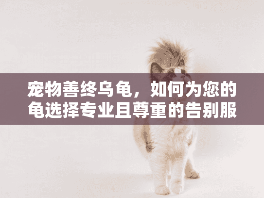 宠物善终乌龟，如何为您的龟选择专业且尊重的告别服务？