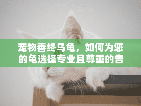 宠物善终乌龟，如何为您的龟选择专业且尊重的告别服务？