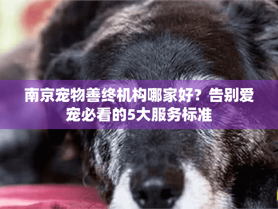 南京宠物善终机构哪家好？告别爱宠必看的5大服务标准