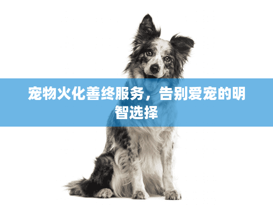 宠物火化善终服务，告别爱宠的明智选择