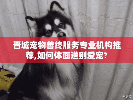 晋城宠物善终服务专业机构推荐,如何体面送别爱宠?