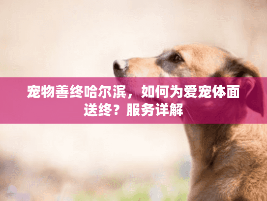 宠物善终哈尔滨，如何为爱宠体面送终？服务详解