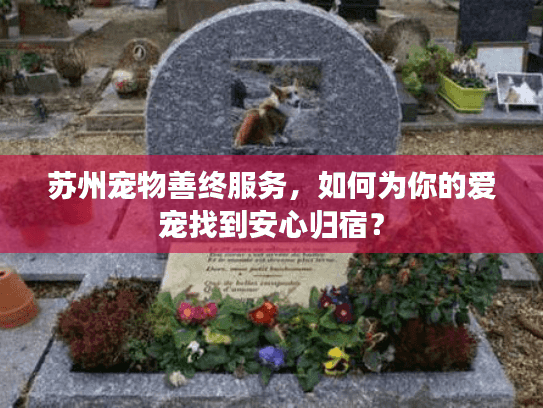 苏州宠物善终服务，如何为你的爱宠找到安心归宿？