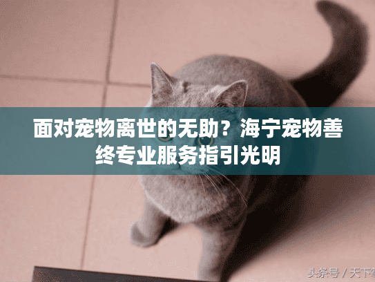 面对宠物离世的无助？海宁宠物善终专业服务指引光明