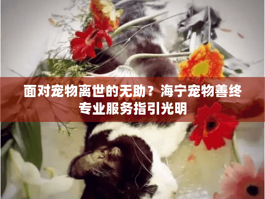 面对宠物离世的无助?海宁宠物善终专业服务指引光明