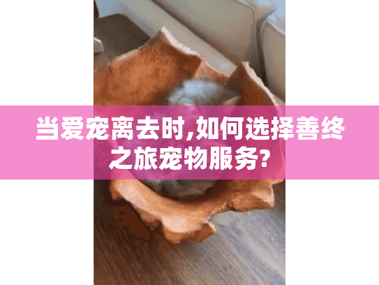 当爱宠离去时,如何选择善终之旅宠物服务?