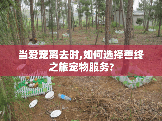 当爱宠离去时,如何选择善终之旅宠物服务?