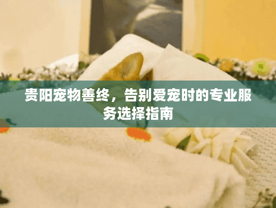 贵阳宠物善终，告别爱宠时的专业服务选择指南