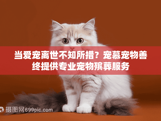 当爱宠离世不知所措？宠慕宠物善终提供专业宠物殡葬服务