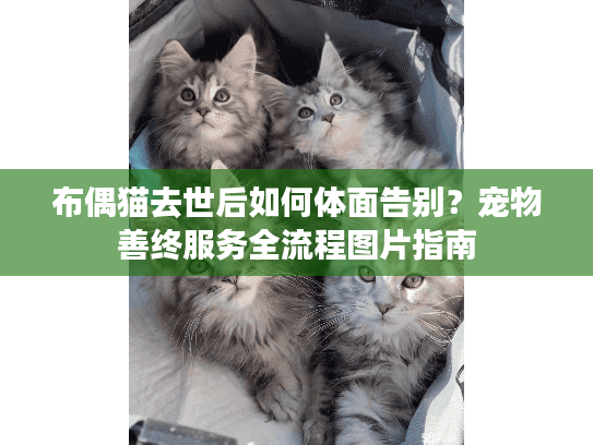 布偶猫去世后如何体面告别？宠物善终服务全流程图片指南