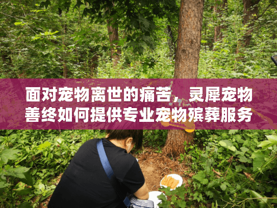 面对宠物离世的痛苦，灵犀宠物善终如何提供专业宠物殡葬服务？