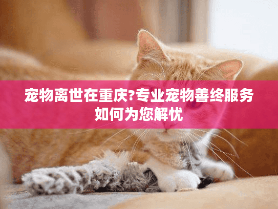 宠物离世在重庆?专业宠物善终服务如何为您解忧